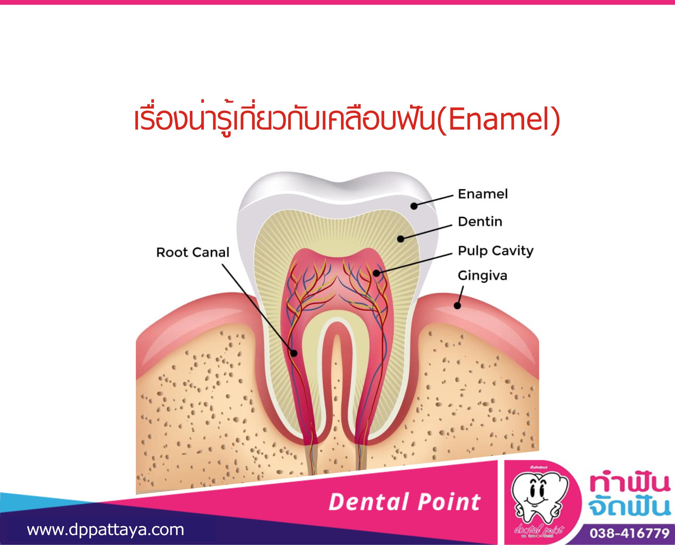 เรื่องน่ารู้เกี่ยวกับเคลือบฟัน(Enamel)